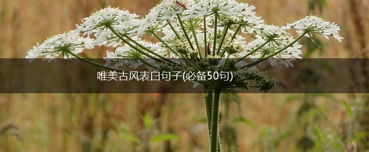 唯美古风表白句子(必备50句),第1张