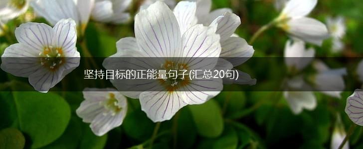 坚持目标的正能量句子(汇总20句),第1张