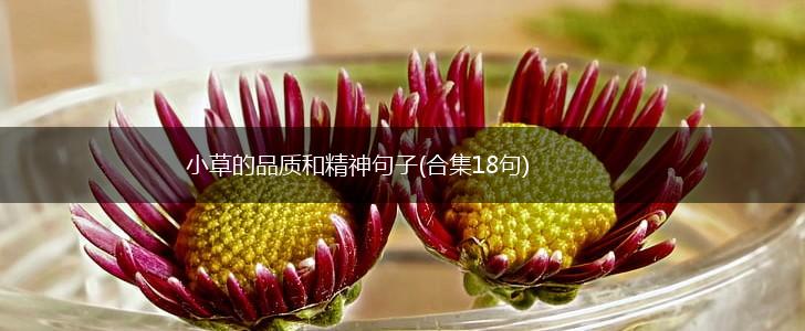 小草的品质和精神句子(合集18句),第1张
