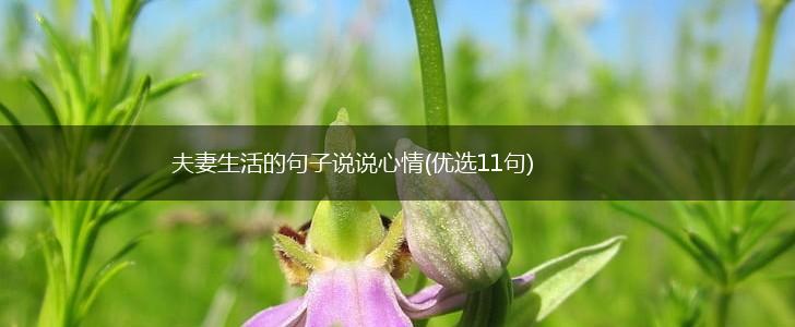 夫妻生活的句子说说心情(优选11句),第1张