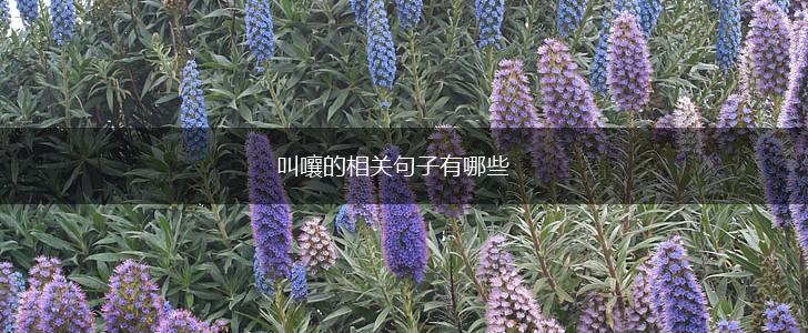 叫嚷的相关句子有哪些,第1张 叫嚷的相关句子有哪些,第1张