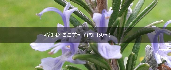 回家的风景最美句子(热门50句),第1张