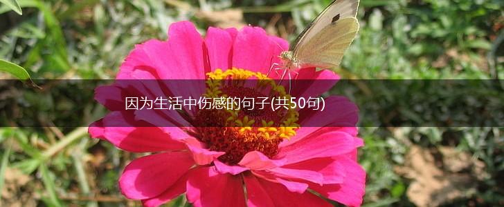 因为生活中伤感的句子(共50句),第1张