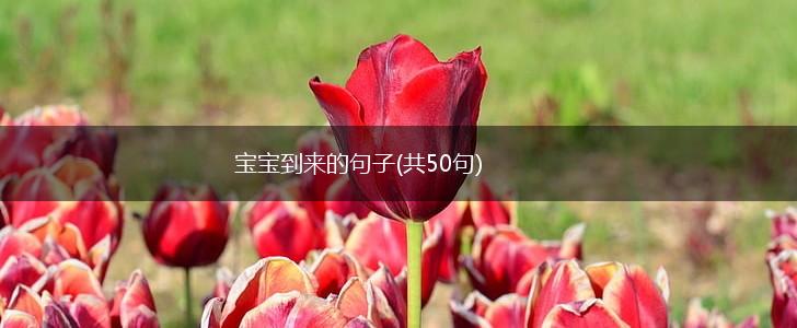 宝宝到来的句子(共50句),第1张