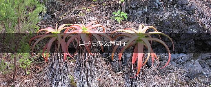 用子贡怎么造句子,第1张