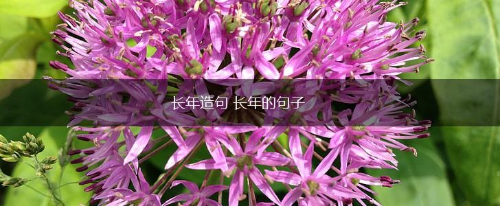 长年造句 长年的句子,第1张