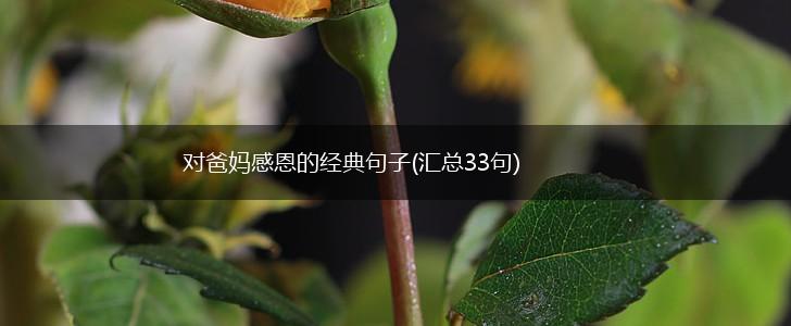 对爸妈感恩的经典句子(汇总33句),第1张