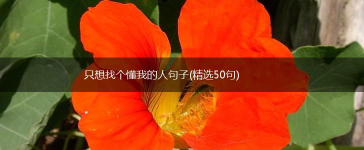 只想找个懂我的人句子(精选50句),第1张