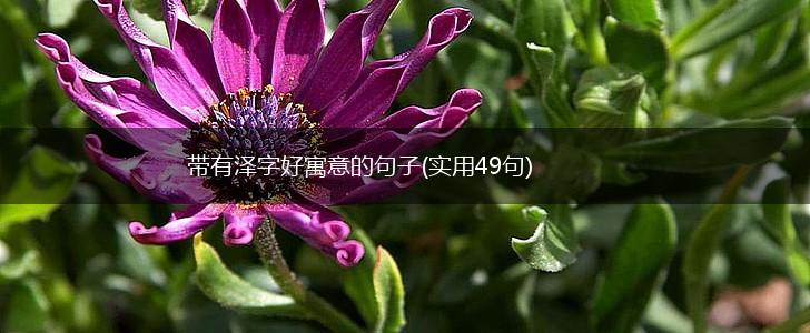 带有泽字好寓意的句子(实用49句),第1张