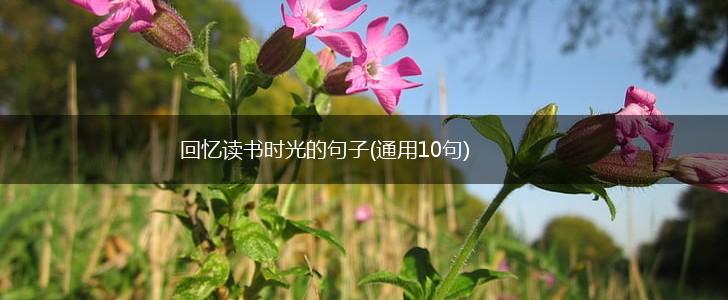 回忆读书时光的句子(通用10句),第1张