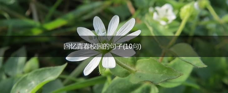 回忆青春校园的句子(10句),第1张