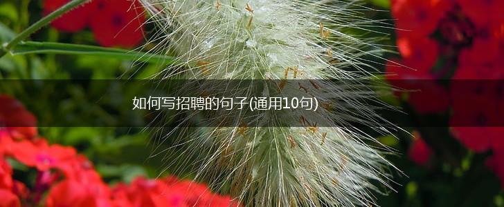 如何写招聘的句子(通用10句),第1张