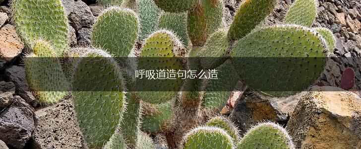 呼吸道造句怎么造,第1张 呼吸道造句怎么造,第1张