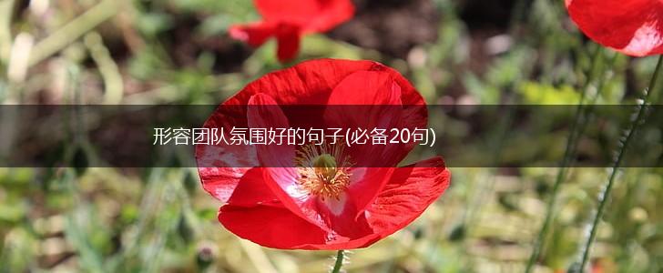 形容团队氛围好的句子(必备20句),第1张