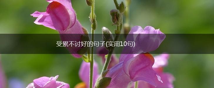 受累不讨好的句子(实用10句),第1张