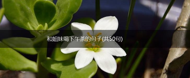 和姐妹喝下午茶的句子(共50句),第1张