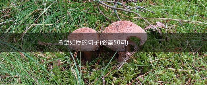 希望如愿的句子(必备50句),第1张