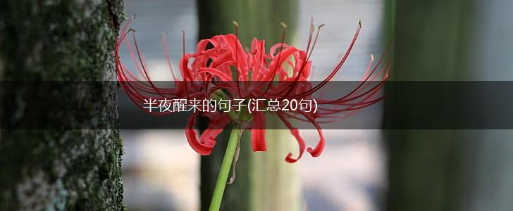 半夜醒来的句子(汇总20句),第1张