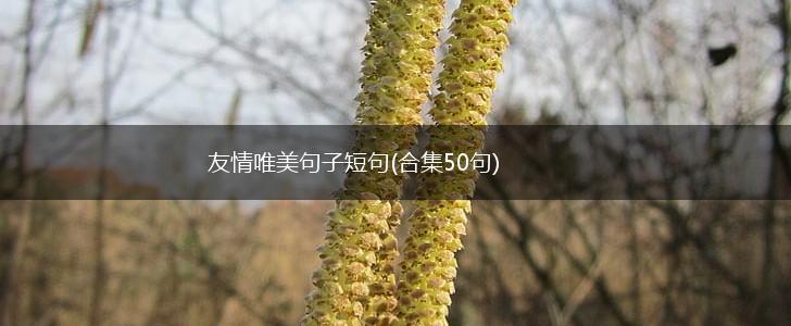 友情唯美句子短句(合集50句),第1张