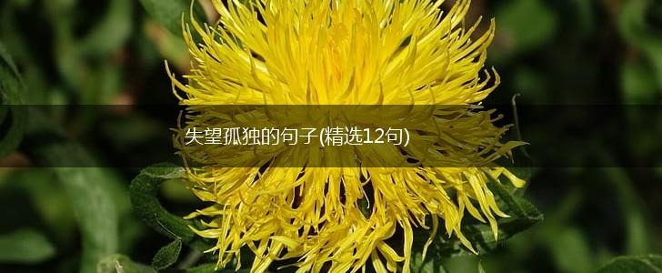 失望孤独的句子(精选12句),第1张