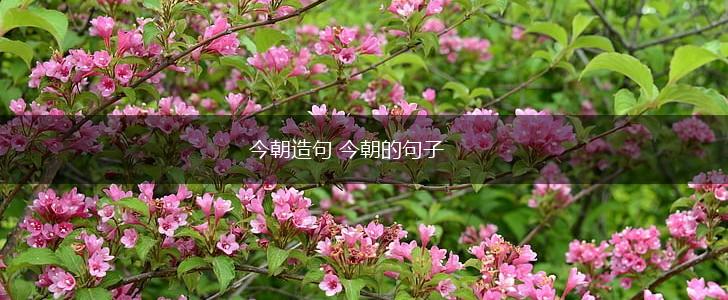今朝造句 今朝的句子,第1张 今朝造句 今朝的句子,第1张