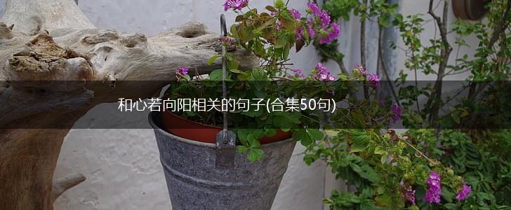 和心若向阳相关的句子(合集50句),第1张