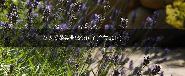 女人爱花经典感悟句子(合集20句),第1张