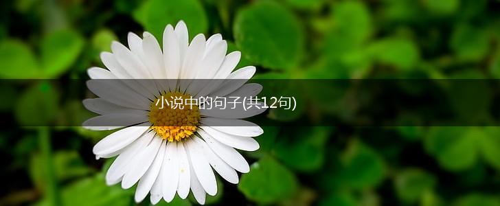 小说中的句子(共12句),第1张