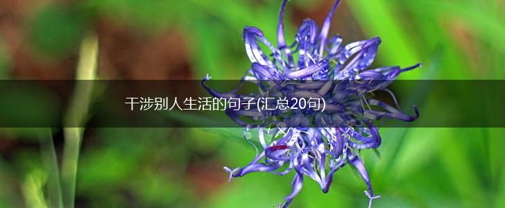 干涉别人生活的句子(汇总20句),第1张