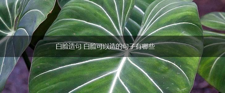 白脸造句 白脸可以造的句子有哪些,第1张