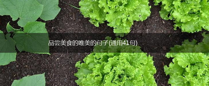 品尝美食的唯美的句子(通用41句),第1张