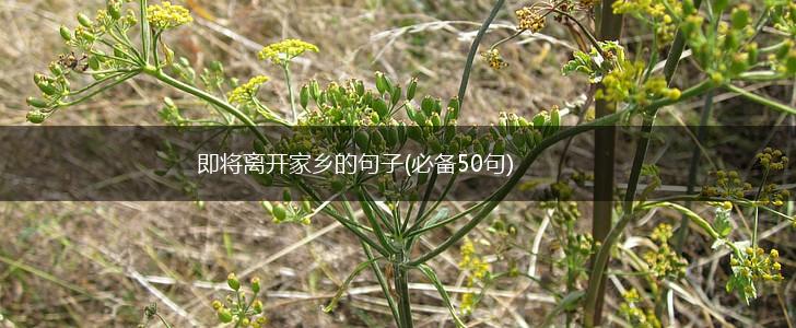 即将离开家乡的句子(必备50句),第1张
