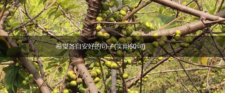希望各自安好的句子(实用60句),第1张