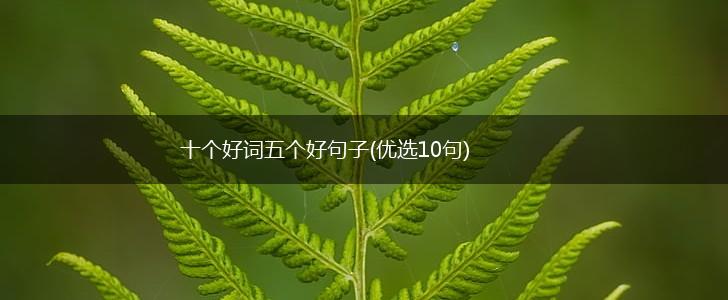 十个好词五个好句子(优选10句),第1张