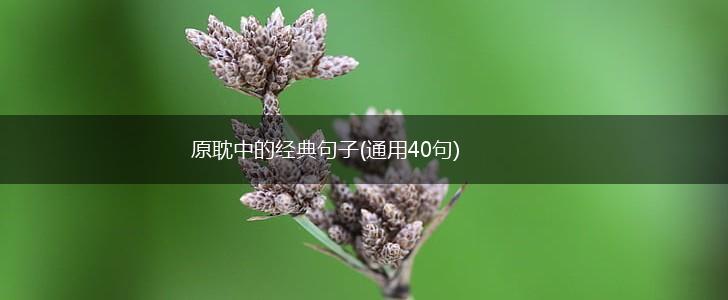 原耽中的经典句子(通用40句),第1张