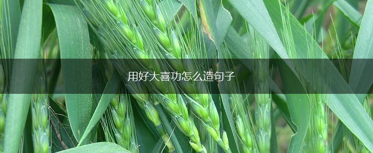 用好大喜功怎么造句子,第1张 用好大喜功怎么造句子,第1张