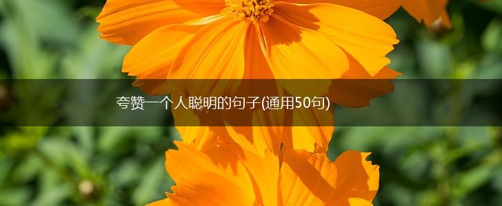 夸赞一个人聪明的句子(通用50句),第1张