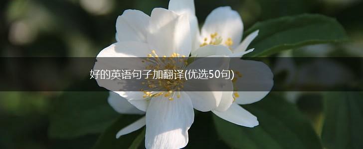好的英语句子加翻译(优选50句),第1张