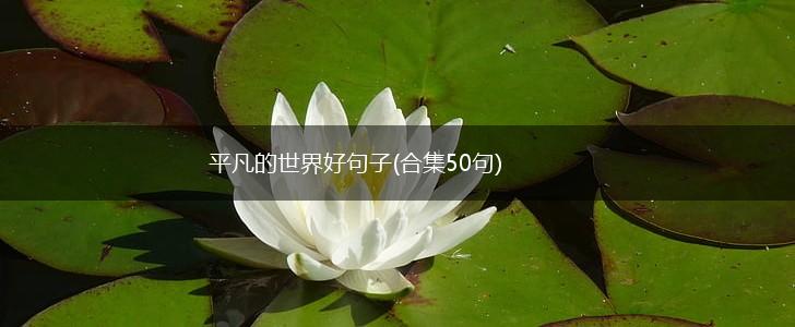 平凡的世界好句子(合集50句),第1张