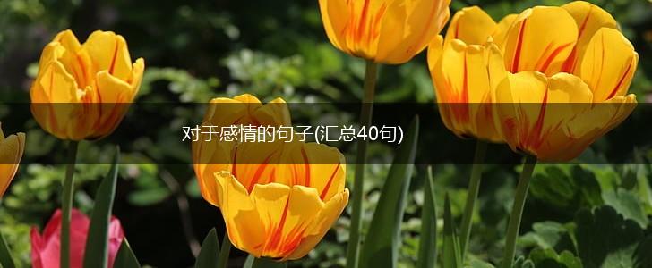 对于感情的句子(汇总40句),第1张