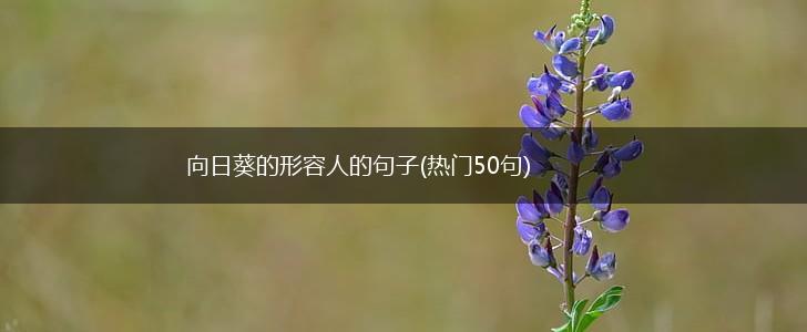 向日葵的形容人的句子(热门50句),第1张