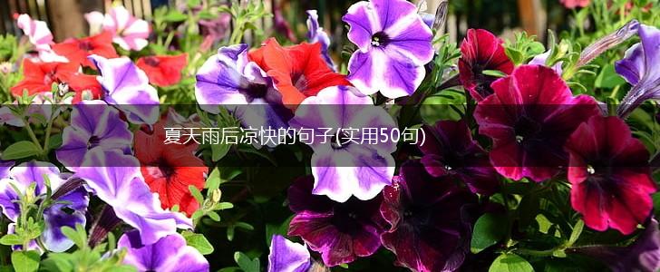 夏天雨后凉快的句子(实用50句),第1张