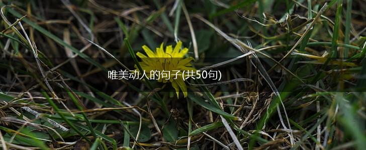 唯美动人的句子(共50句),第1张