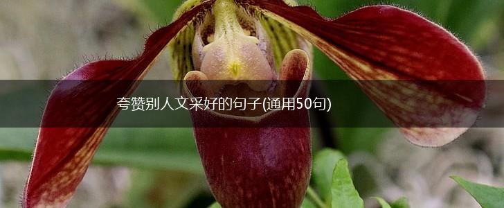 夸赞别人文采好的句子(通用50句),第1张