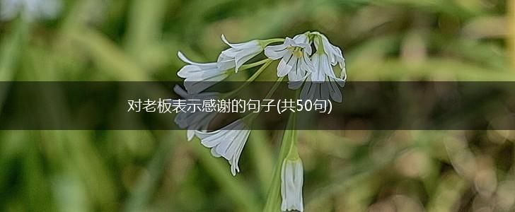 对老板表示感谢的句子(共50句),第1张