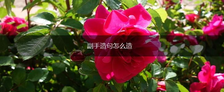 副手造句怎么造,第1张 副手造句怎么造,第1张