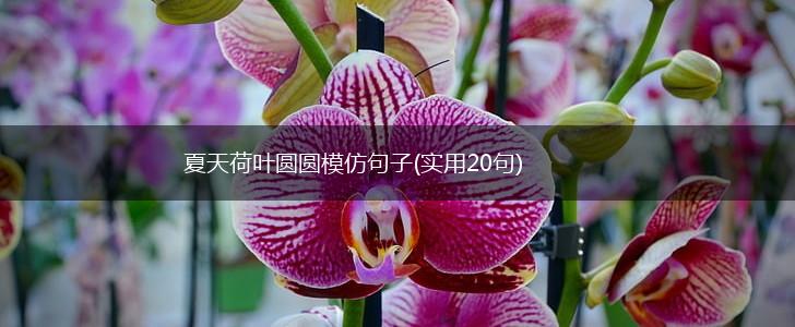 夏天荷叶圆圆模仿句子(实用20句),第1张