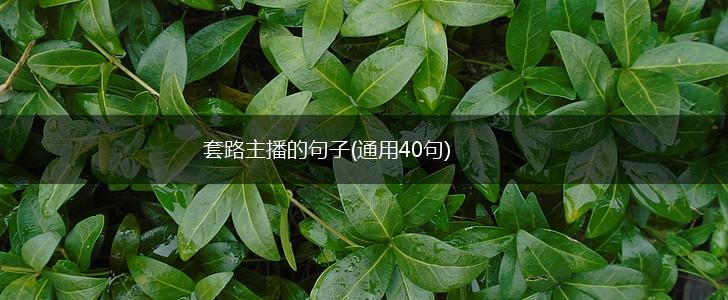 套路主播的句子(通用40句),第1张