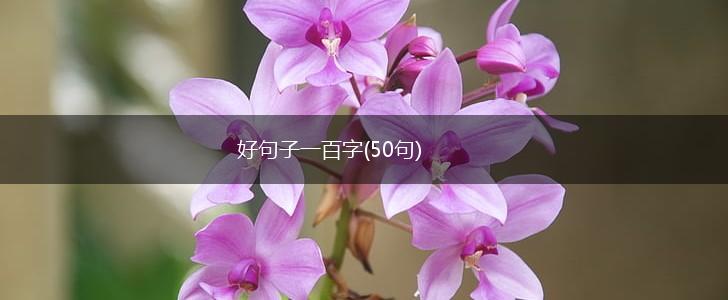 好句子一百字(50句),第1张