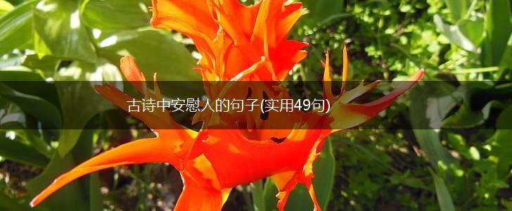 古诗中安慰人的句子(实用49句),第1张